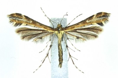 Oxyptilus tristis.jpg