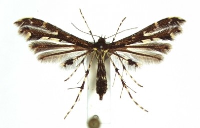 Capperia fusca.jpg