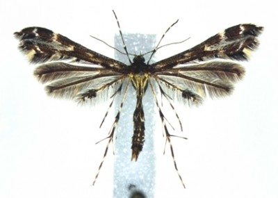 Capperia celeusi.jpg