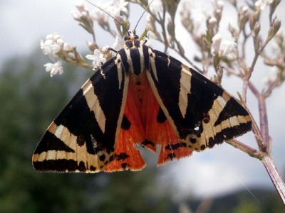 Callimorpha quadripunctaria_Bieszczady_2013.jpg