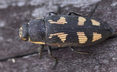 Buprestis_novemmaculata_5008_Swietoszow_WS29.jpg