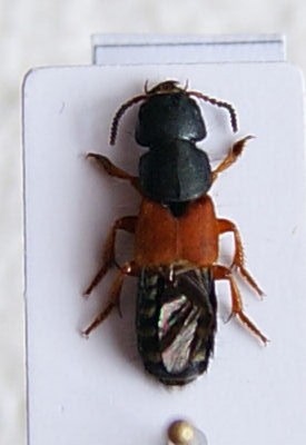 Staphylinus dimidiatikornis.jpg