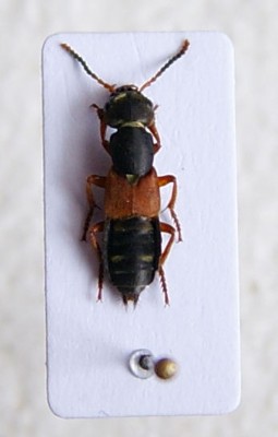 Staphylinus erythopterus.jpg