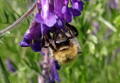 Bombus1_Mleczna_20062013.jpg