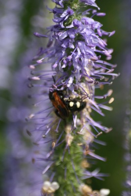 Scolia quadripunctata, 7 lipca 2012