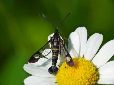 Synanthedon tipuliformis ?