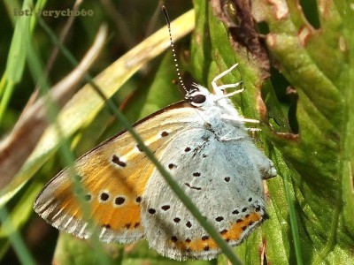 Lycaena dispar - samiczka. Wydawał mi się za duży jak na Lycaenidae, pierwszy raz spotkałem dlatego takie moje zdziwienie.