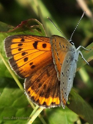 Lycaena dispar - samiczka.