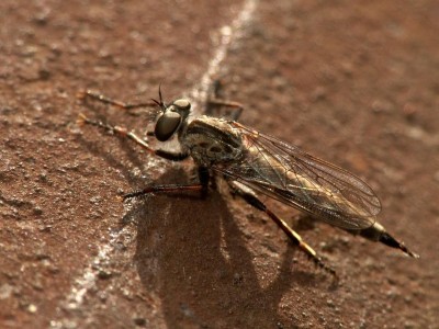 Asilidae.jpg