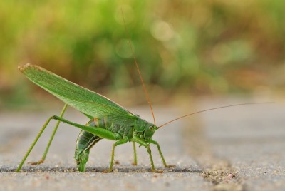 Tettigonia viridissima; 28-42 mm; dorosłe od połowy lipca; śpiewa od południa do północy; dobrze lata; wszędobylski, poza wysokimi górami; drapieżnik; siedzi też na drzewach; głośny głos słychać z 50 m