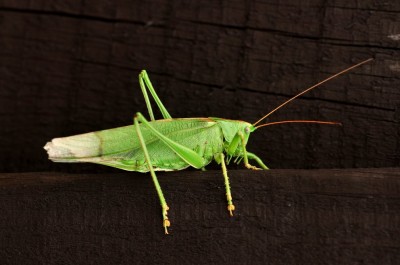 Tettigonia viridissima