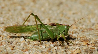 Tettigonia viridissima