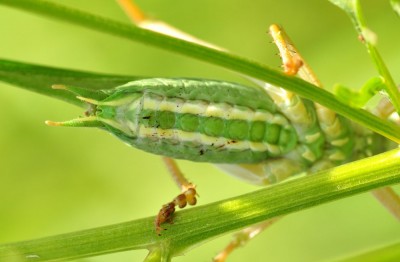 Tettigonia viridissima; jedna z cech kluczowych - przysadki odwłokowe samca znacznie dłuższe od wyrostków rylcowatych (u T. caudata podobnej długości)