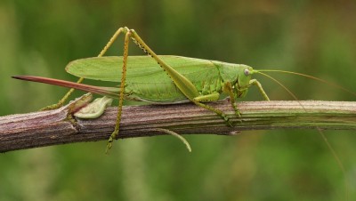 Tettigonia caudata; 22-38 mm; skrzydła długie, ale pokładełko jeszcze wystaje poza końce jakieś 10 mm