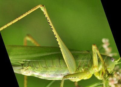 Tettigonia caudata; charakterystyczne duże czarne kolce na tylnych udach