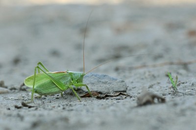 Tettigonia cantas; 20-33 mm; najmniejszy gatunek, bardzo zwarty z uwagi na skrócone skrzydła kończące się tuż za odwłokiem; podobno nielotny