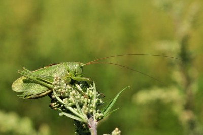 Tettigonia cantas