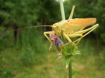 Tettigonia viridissima var. flava - Pasikonik zielony odm. słomkowa.JPG