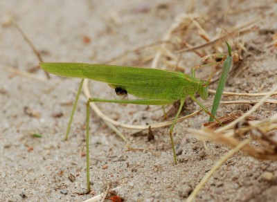 Phaneroptera falcata