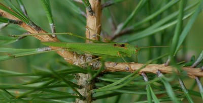 Phaneroptera falcata