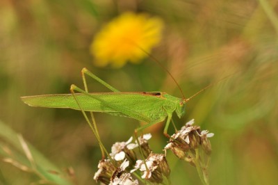 Phaneroptera falcata