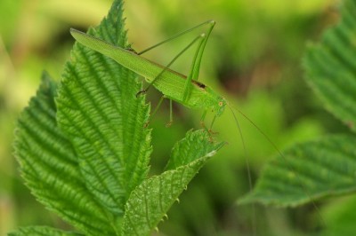 Phaneroptera falcata