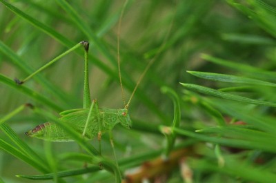 Phaneroptera falcata - nimfa