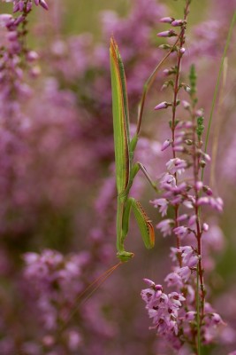 Mantis religiosa