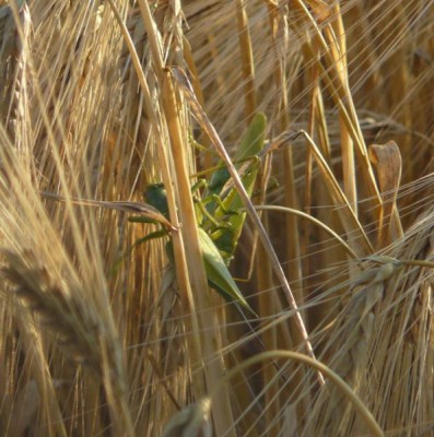 T. caudata, parka w zalotach, Pleszew.jpg