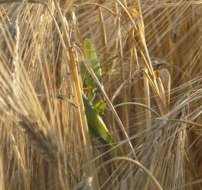 T. caudata, parka w zolotach, Pleszew.jpg