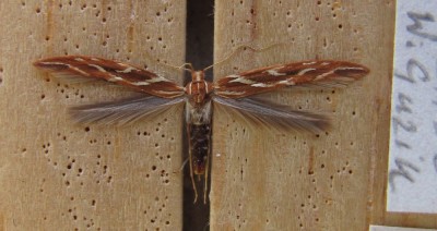 Pyroderces argyrogrammos