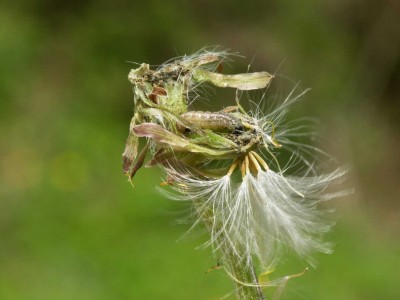 Platyptilia gonodactyla.JPG