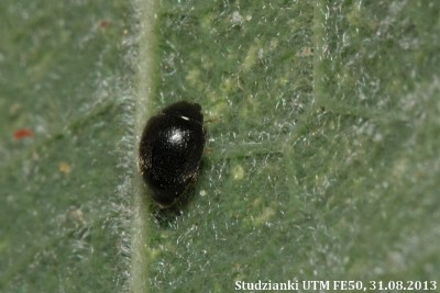 Stethorus punctillum.jpg