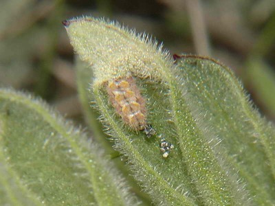 Jordanita chloros (HUBNER, 1813) -  Ukraina, Ordzonikidze, 28.04.2008.