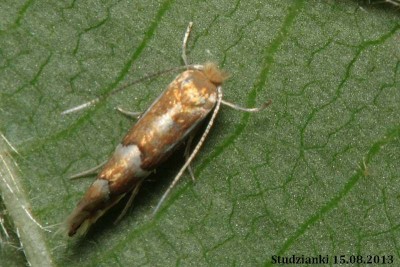 Phyllonorycter u..JPG