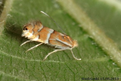 1Phyllonorycter u..JPG