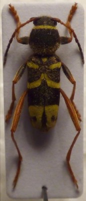 Clytus arietis.jpg