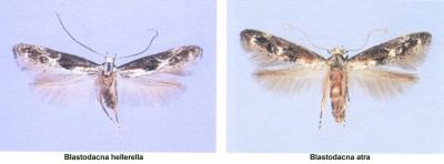 Blastodacna sp.jpg