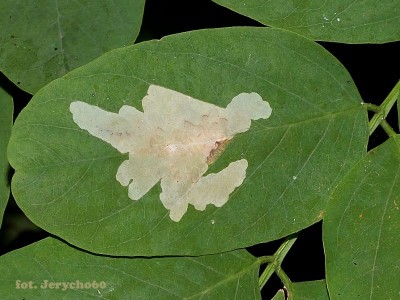 Parectopa robiniella