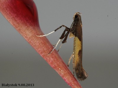 IMG_1 Caloptilia.JPG