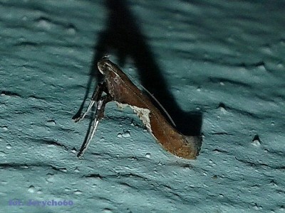 Caloptilia falconipennella.16.09.13..jpg