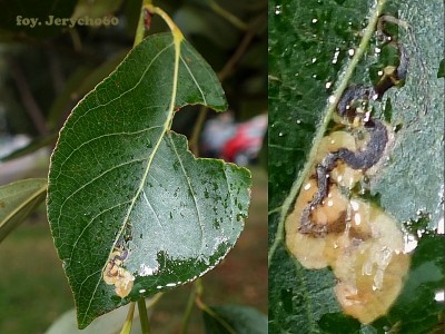 Możliwe że to Populus balsamifera