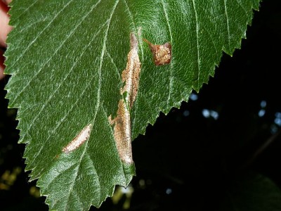 PICT4484a Parornix scoticella - mina na Sorbus intermedia wierzch 18.9.13 Gdynia Chwarzno CF34.jpg