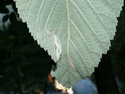 PICT4485a Parornix scoticella - mina na Sorbus intermedia spód 18.9.13 Gdynia Chwarzno CF34.jpg