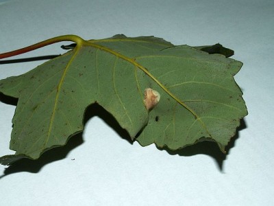 PICT4513a Phyllonorycter geniculella - mina na Acer pseudoplatanus spód 18.9.13 Gdynia Chwarzno CF34.jpg