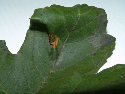 PICT4514a Phyllonorycter geniculella - mina na Acer pseudoplatanus wierzch  18.9.13 Gdynia Chwarzno CF34.jpg