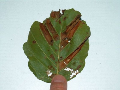 PICT4517a Phyllonorycter froelichiella - mina na Alnus glutinosa spód 18.9.13 Gdynia Chwarzno CF34.jpg