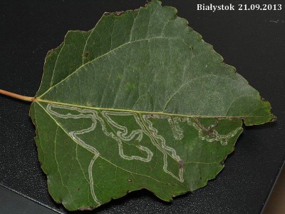 Phyllocnistis.jpg