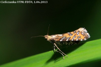 Glyphipterix.jpg