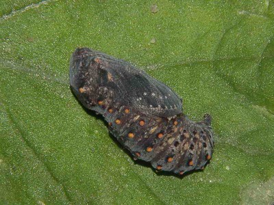 Melitaea cinxia (Linnaeus, 1758) - poczwarka 07.05.2008. fot. studio, materiał - gąsienica - Ukraina, Feodozja, G. Łysa, 28.04.2008.